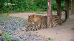 Староосколец уехал за 6 тысяч километров ради спасения дальневосточных леопардов